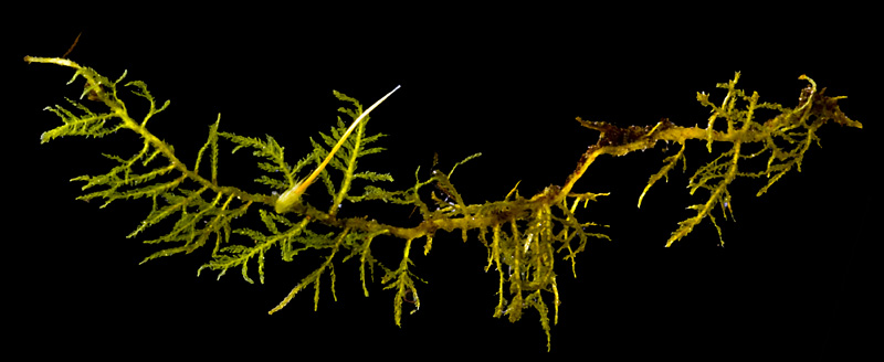 Pelekium pygmaeum